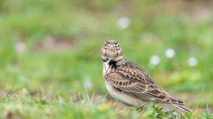Calandra Lark