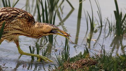 Eurasian Bittern