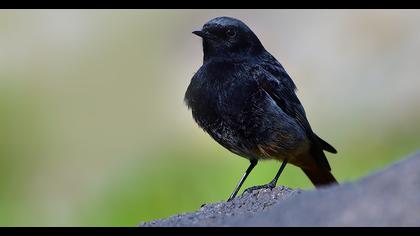 Black Redstart