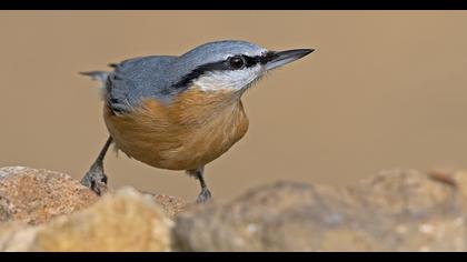 Eurasian Nuthatch