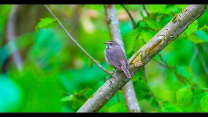 Bluethroat