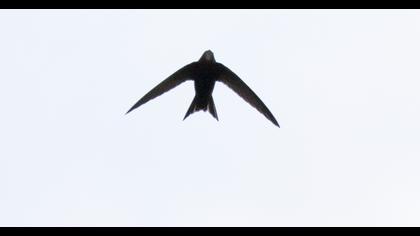 Common Swift