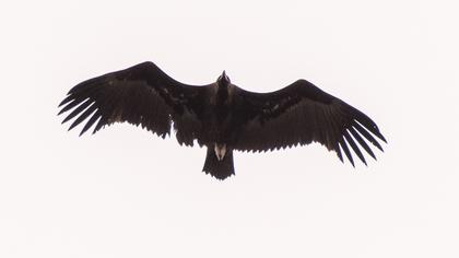 Cinereous Vulture