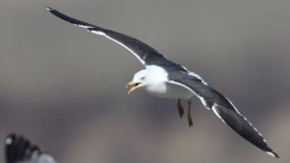 Lesser Black-backed Gull