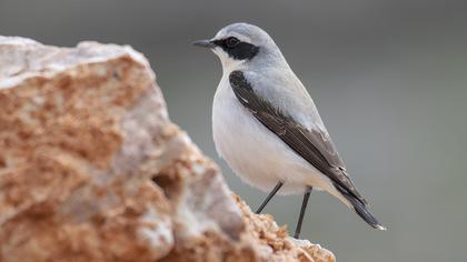 Northern Wheatear