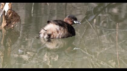 Little Grebe