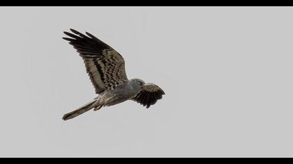 Montagu`s Harrier