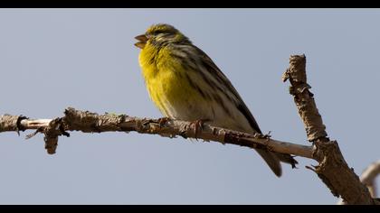 European Serin