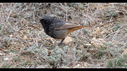 Black Redstart