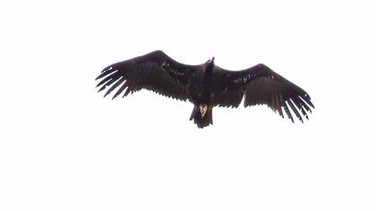 Cinereous Vulture