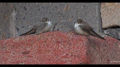 Eurasian Crag Martin