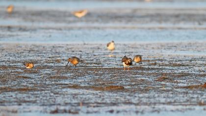 Ruddy Turnstone