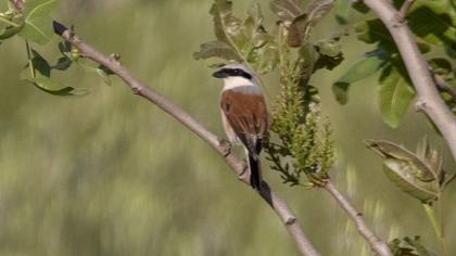Red-backed Shrike