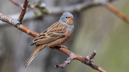 Cretzschmar`s Bunting