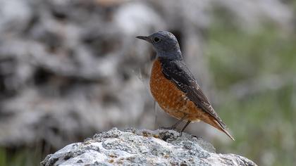 Common Rock Thrush