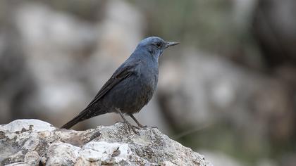 Blue Rock Thrush
