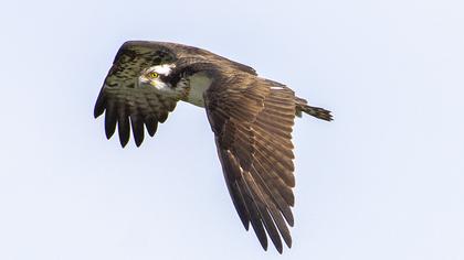 Western Osprey