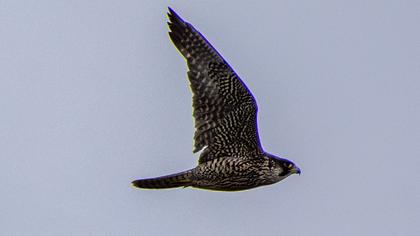 Peregrine Falcon