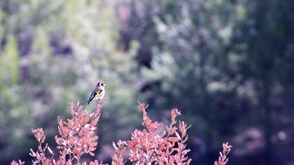 European Goldfinch