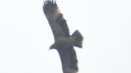 Eastern Imperial Eagle