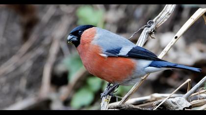 Eurasian Bullfinch