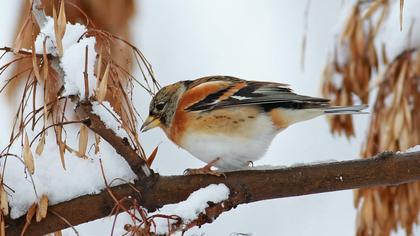 Brambling