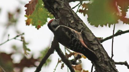 Middle Spotted Woodpecker