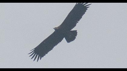 Greater Spotted Eagle