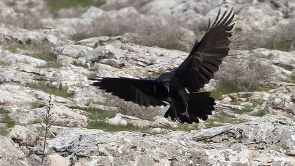 Northern Raven