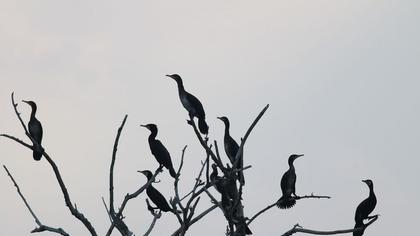 Great Cormorant