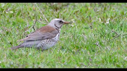 Fieldfare
