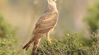 Pallid Harrier