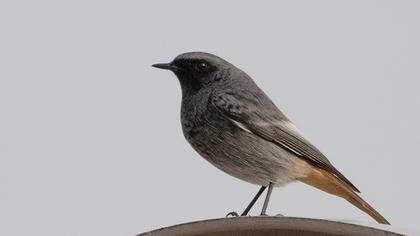 Black Redstart