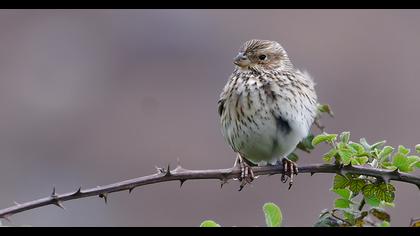 Corn Bunting