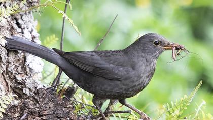 Common Blackbird