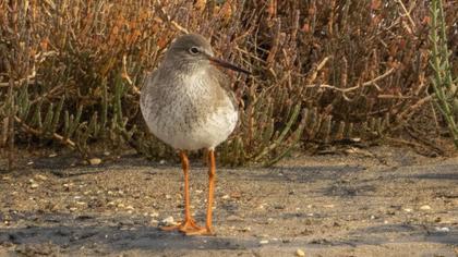 Common Redshank