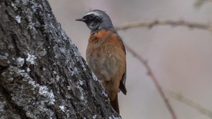 Common Redstart