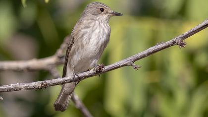 Spotted Flycatcher