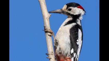 Syrian Woodpecker