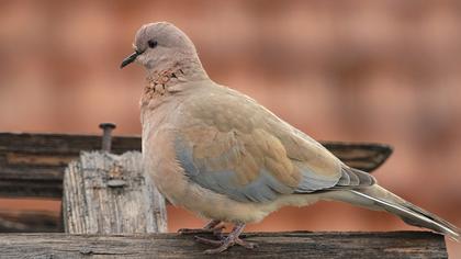 Laughing Dove