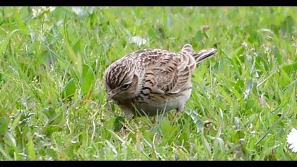 Eurasian Skylark