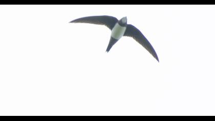 Alpine Swift