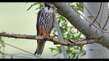 Eurasian Hobby