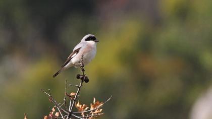 Lesser Grey Shrike