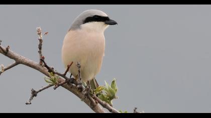 Red-backed Shrike