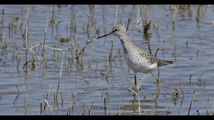 Marsh Sandpiper