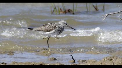 Common Greenshank