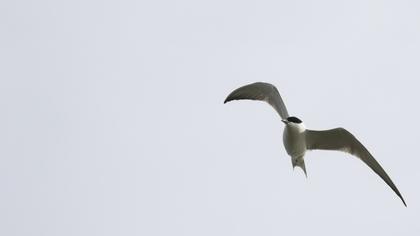 Gull-billed Tern