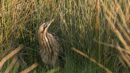 Eurasian Bittern