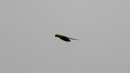 Rose-ringed Parakeet